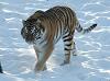 Tiger_Snow